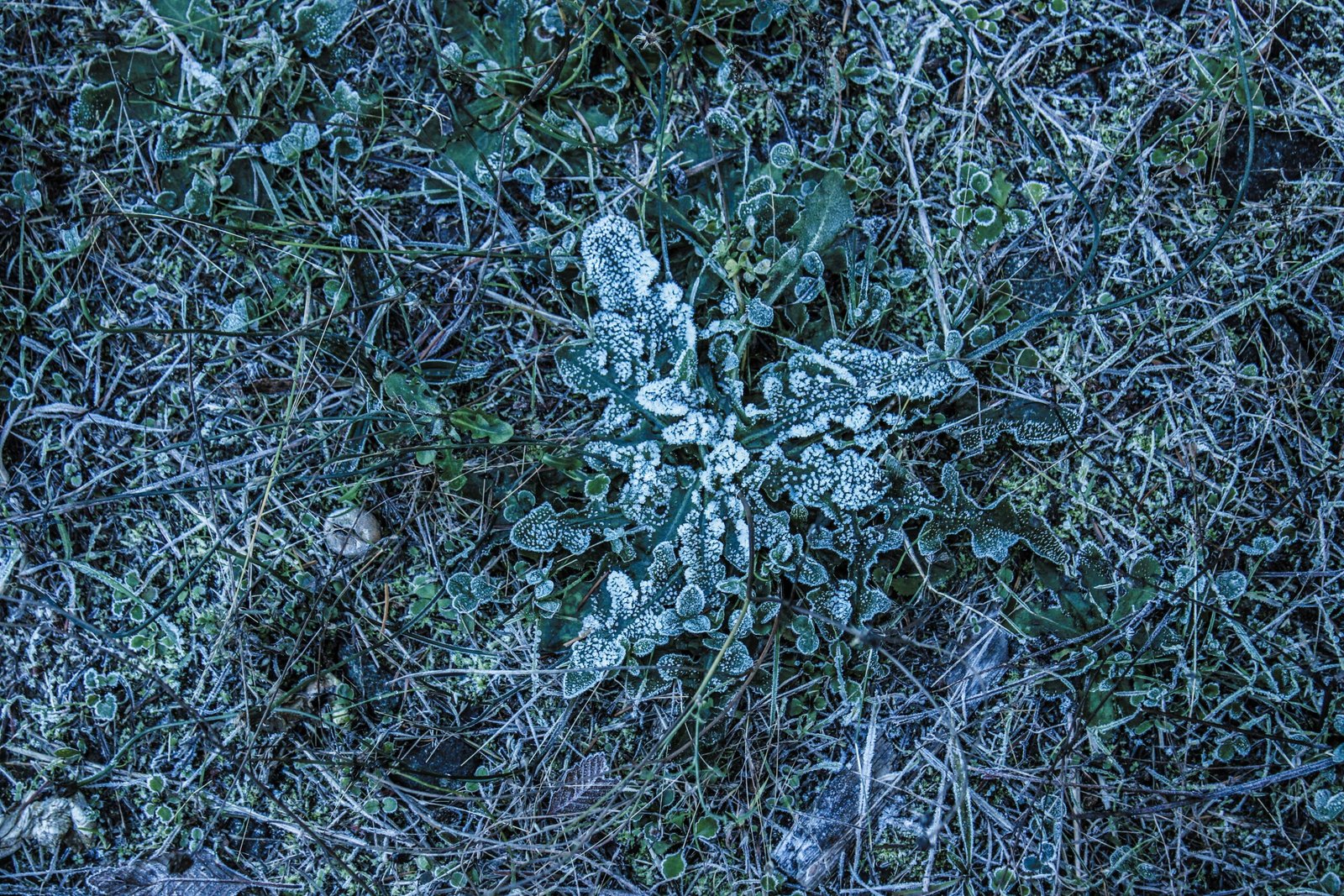 a snowflake is seen on the ground in the grass